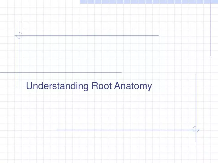 understanding root anatomy