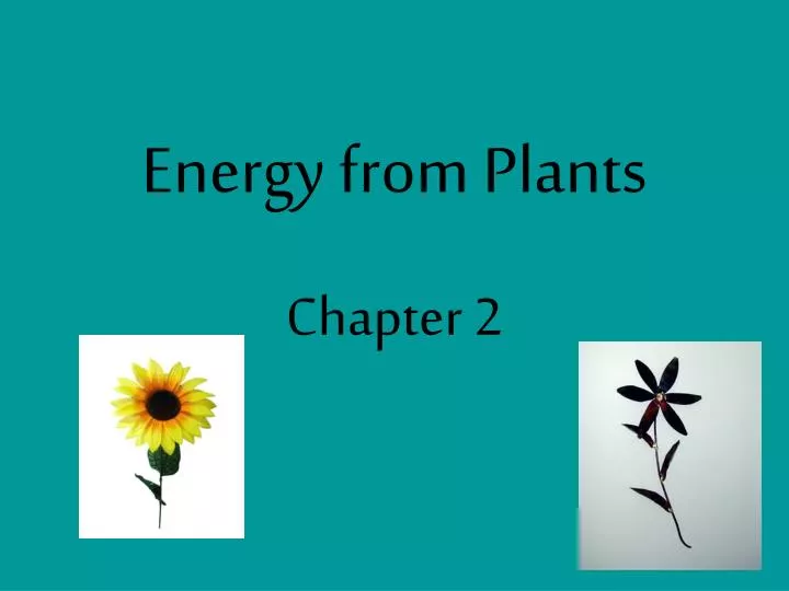 energy from plants