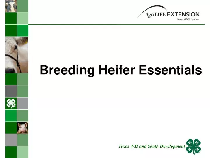 breeding heifer essentials
