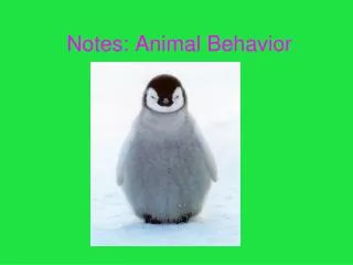 Notes: Animal Behavior