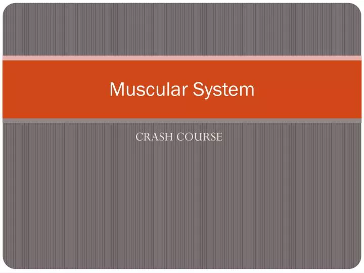 muscular system