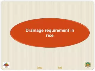 Drainage requirement in rice