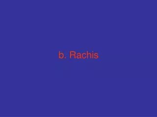 b rachis