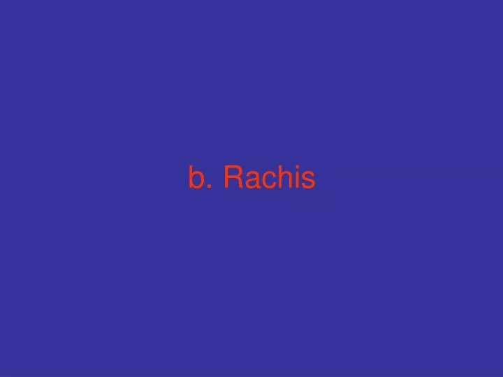 b rachis