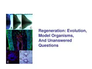 Regeneration: Evolution, Model Organisms, And Unanswered Questions