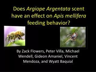 Does Argiope Argentata scent have an effect on Apis mellifera feeding behavior?