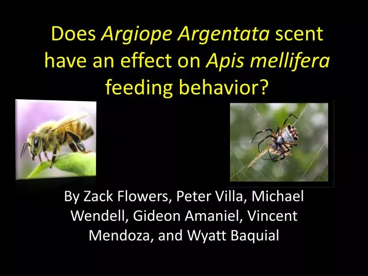 does argiope argentata scent have an effect on apis mellifera feeding behavior