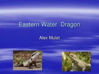 Eastern Water Dragon