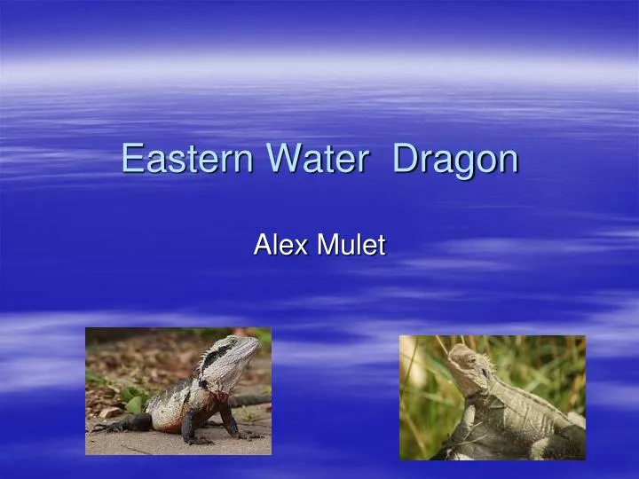 eastern water dragon