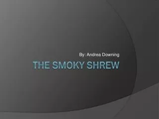 The Smoky Shrew