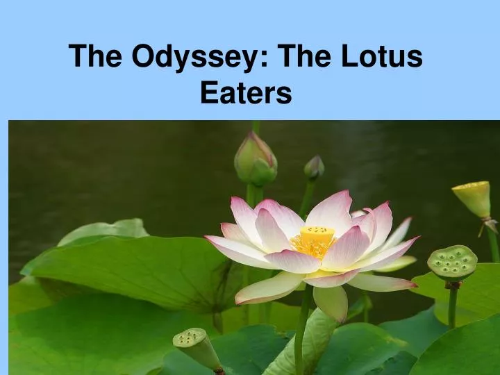 the odyssey the lotus eaters
