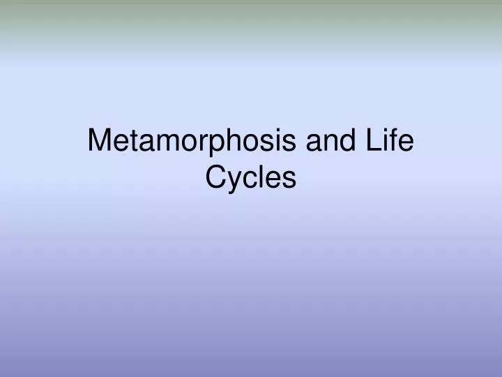 metamorphosis and life cycles