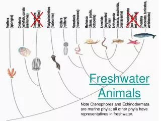 freshwater animals