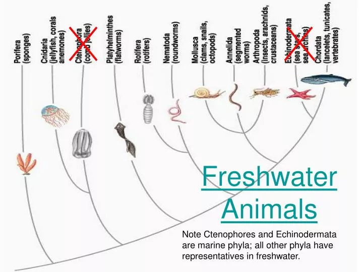 freshwater animals