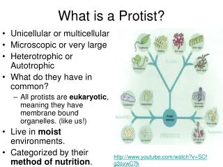 What is a Protist?