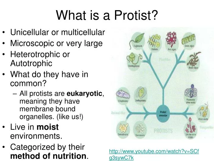 what is a protist
