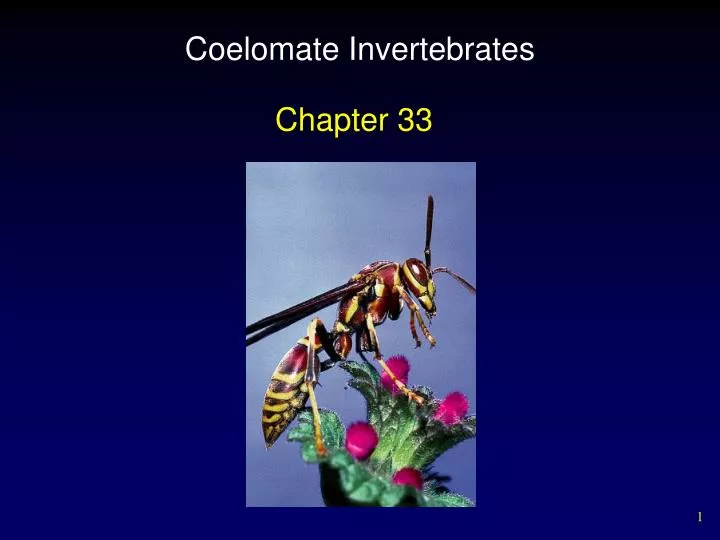 coelomate invertebrates