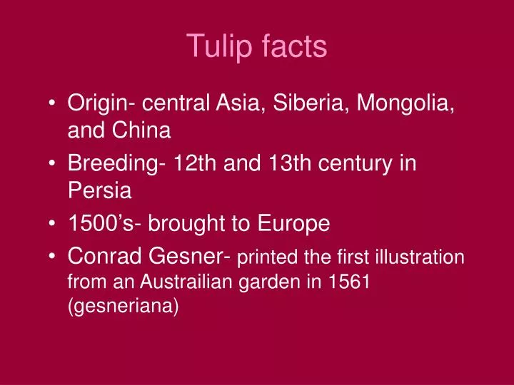 tulip facts