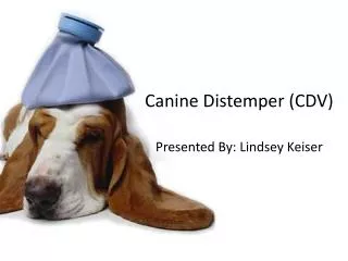Canine Distemper (CDV)
