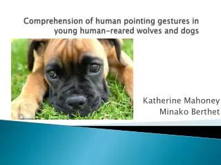 Comprehension of human pointing gestures in young human-reared wolves and dogs