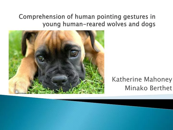 comprehension of human pointing gestures in young human reared wolves and dogs