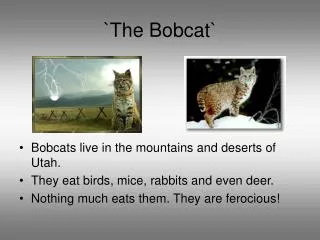 `The Bobcat`