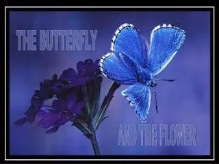 THE BUTTERFLY