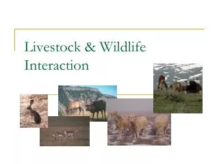 Livestock &amp; Wildlife Interaction