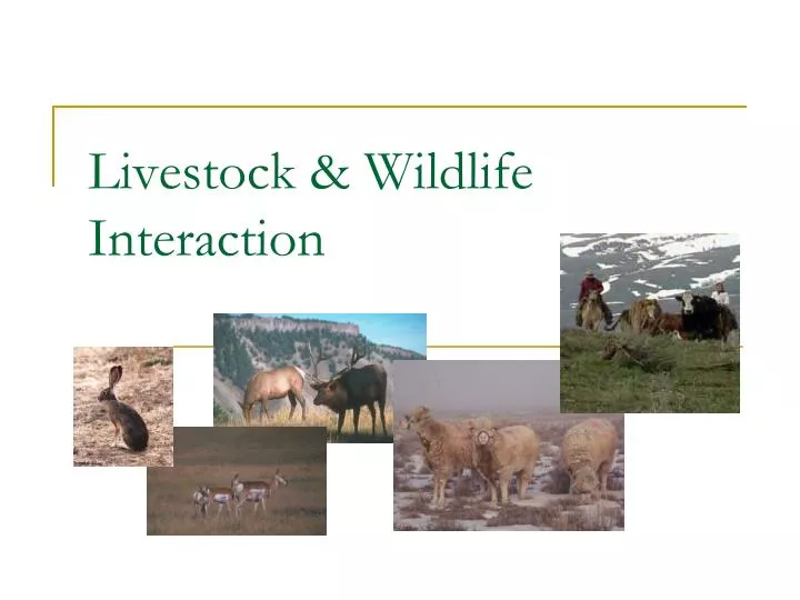livestock wildlife interaction