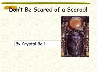Don’t Be Scared of a Scarab!