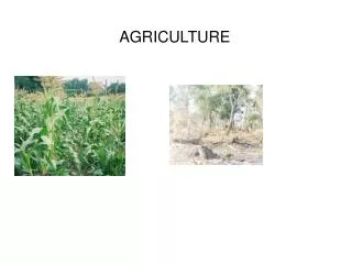 AGRICULTURE