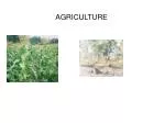 AGRICULTURE - slide 1