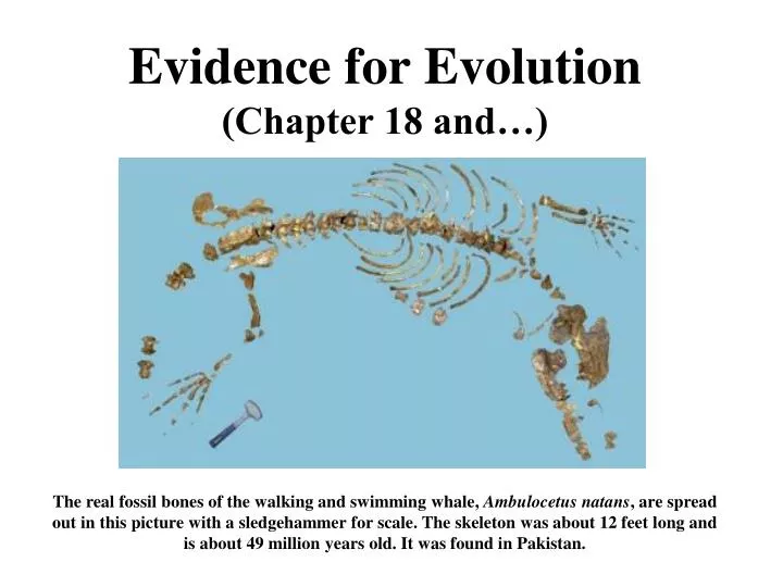 evidence for evolution chapter 18 and