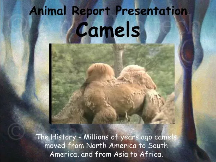 animal report presentation camels