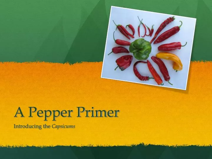 a pepper primer