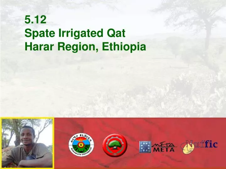 5 12 spate irrigated qat harar region ethiopia