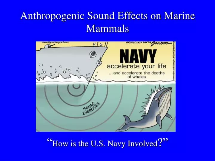 anthropogenic sound effects on marine mammals how is the u s navy involved