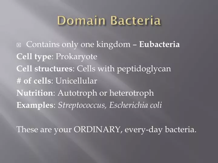 domain bacteria