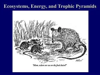 Ecosystems, Energy, and Trophic Pyramids