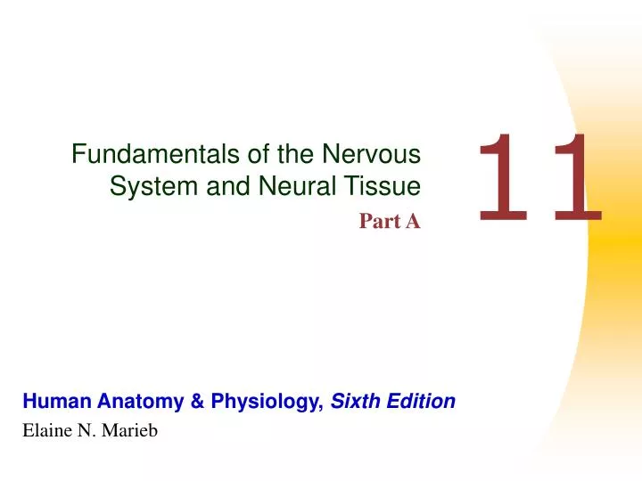 fundamentals of the nervous system and neural tissue part a