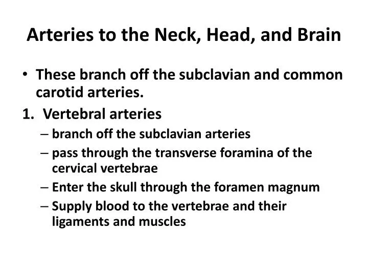 arteries to the neck head and brain