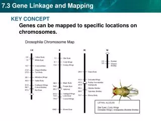 KEY CONCEPT Genes can be mapped to specific locations on chromosomes.