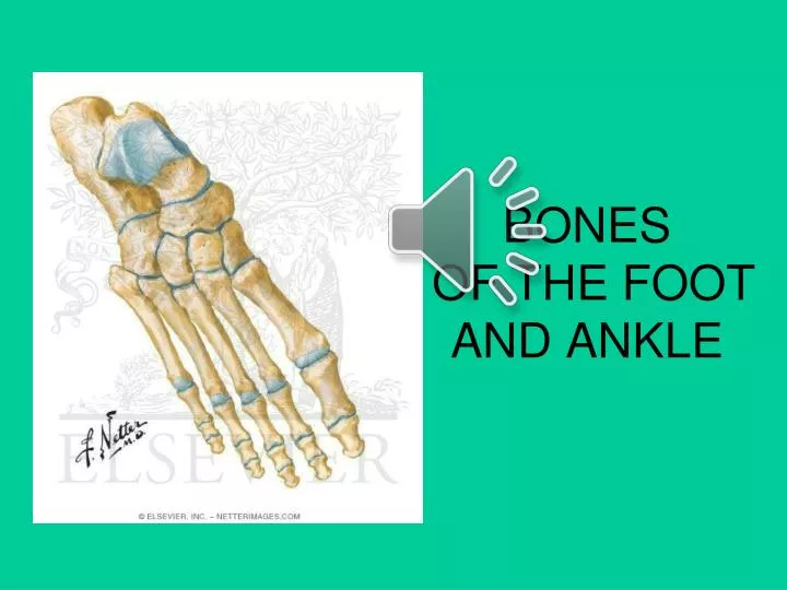 bones of the foot and ankle