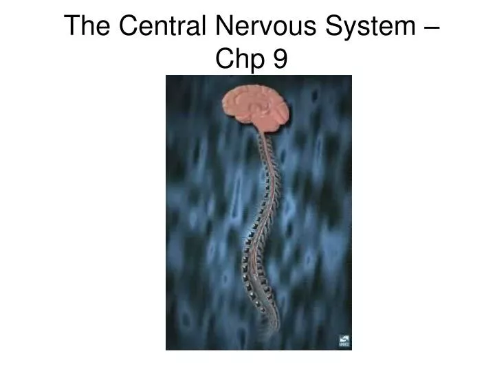the central nervous system chp 9