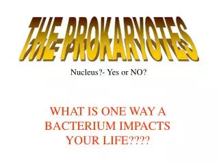 WHAT IS ONE WAY A BACTERIUM IMPACTS YOUR LIFE????