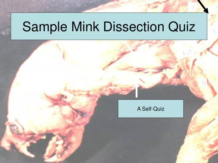 sample mink dissection quiz