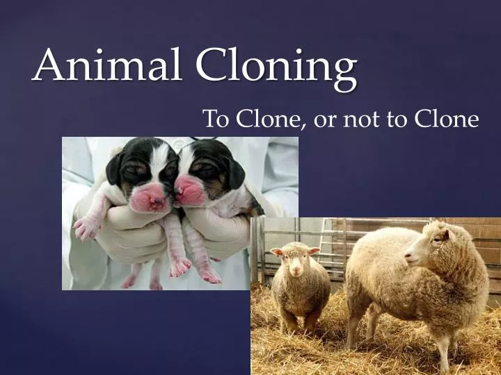 animal cloning