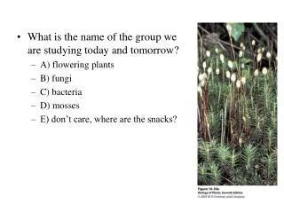 What is the name of the group we are studying today and tomorrow? A) flowering plants B) fungi