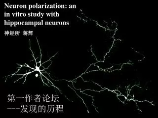 Neuron polarization: an in vitro study with hippocampal neurons ??? ??