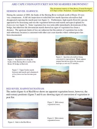 ARE CAPE COD/NANTUCKET SOUND MARSHES DROWNING?